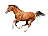 horse_pic